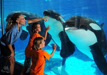 girls-viewing-orca-whales-courtesy-seaworld (1)